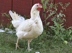 Animal Facts - Chickens